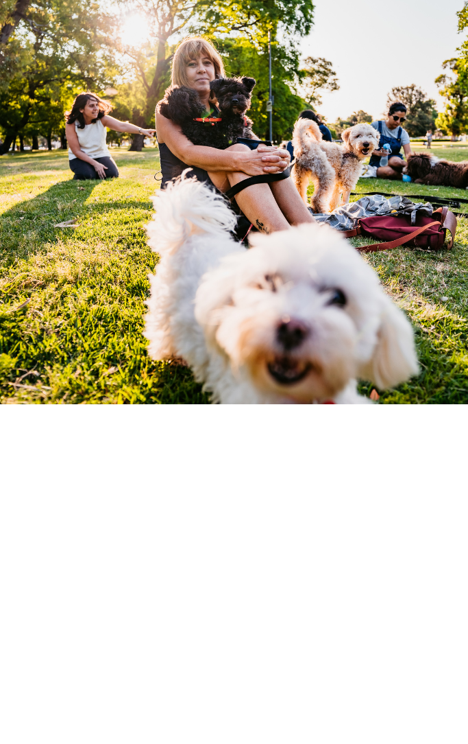 dogs playing in a park 